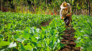 SocioBio: Projeto coordenado pela UFT fortalece intercâmbio científico entre Brasil e Equador